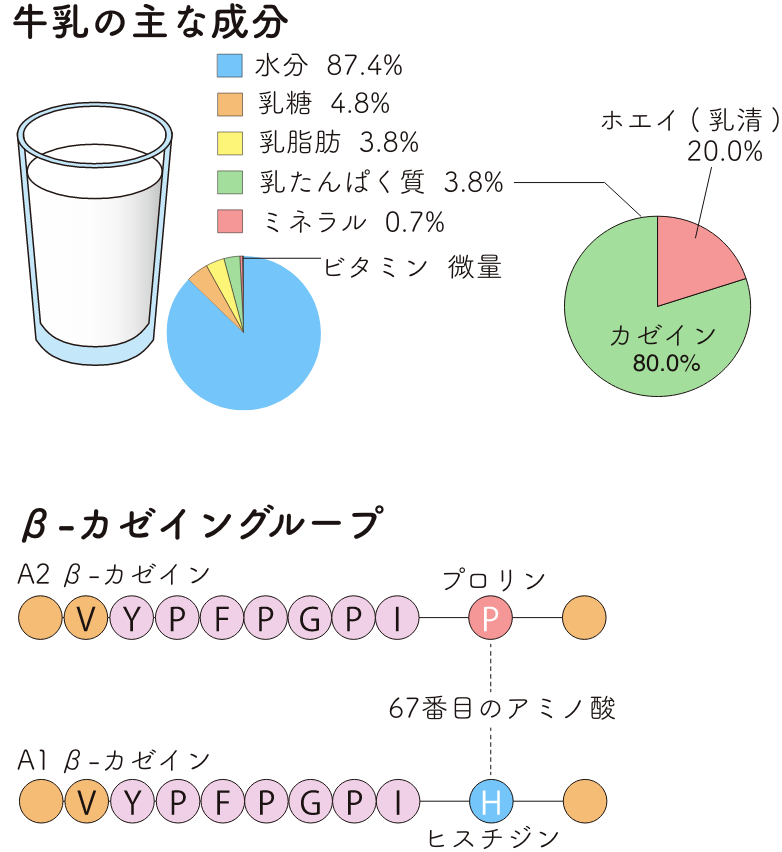 牛乳の主成分とβ-カゼインの構成図 - A1型とA2型の違い