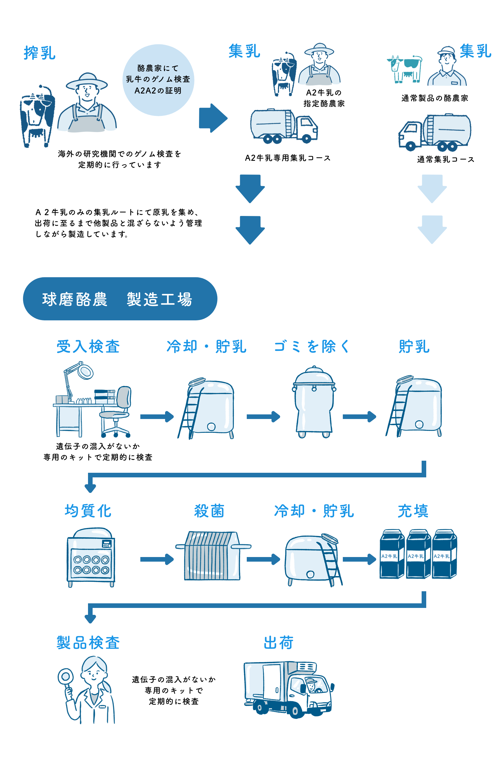 球磨の恵み A2牛乳の製造フロー図 - 生産から出荷までの全工程