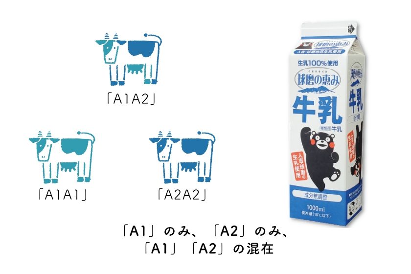 一般的な牛乳の遺伝子構成 - A1型とA2型β-カゼインが混在