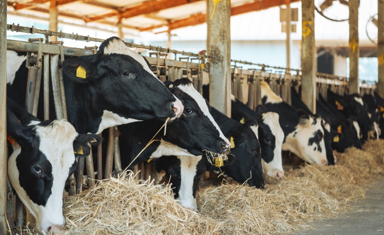 A2A2遺伝子証明済みの指定酪農家での生産 - ゲノム検査によるA2牛乳の生産管理